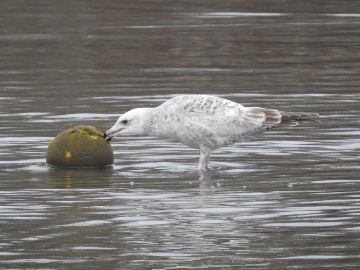 Ring-billed Gull - ML332940261