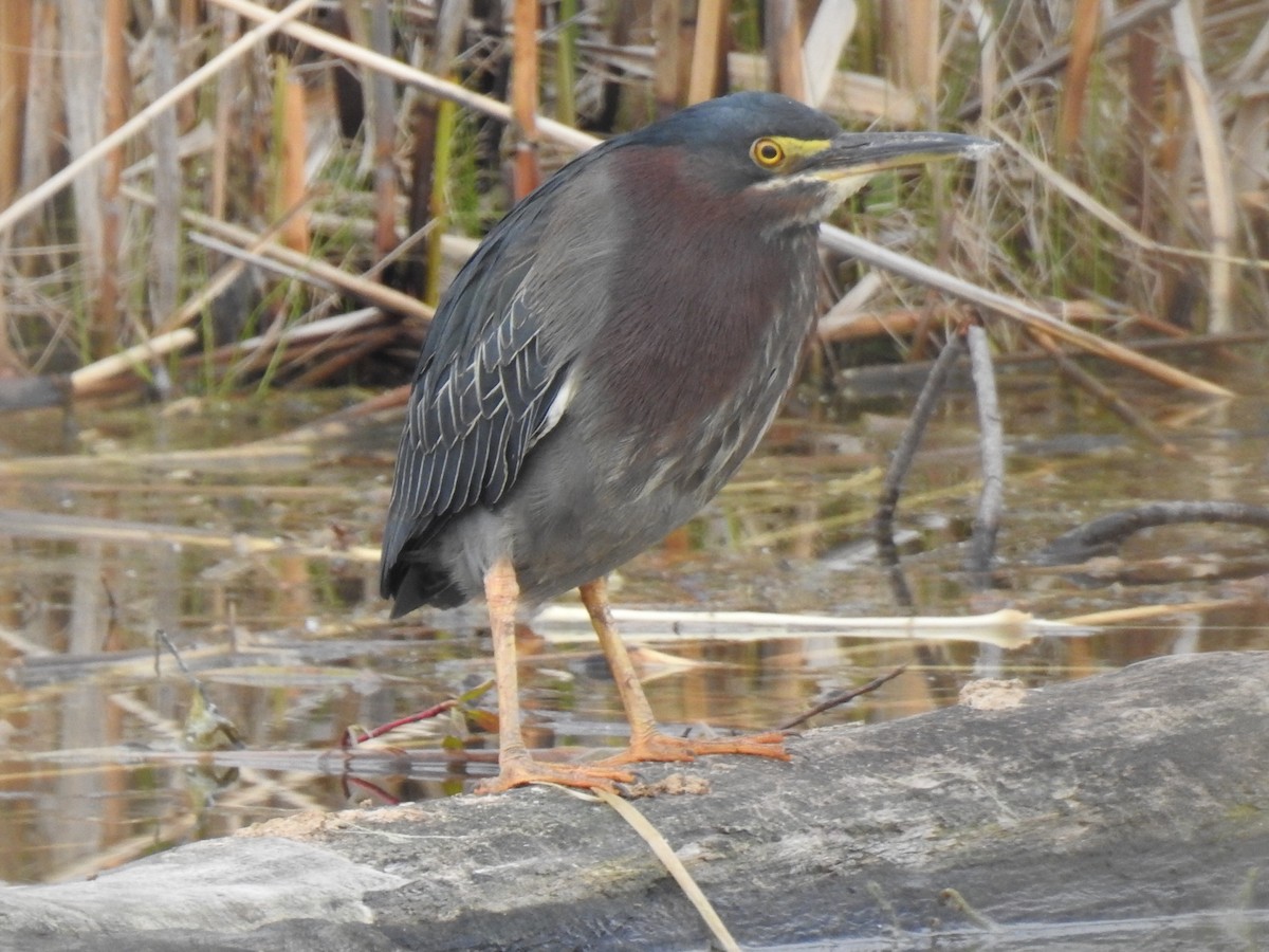 Green Heron - ML332940681