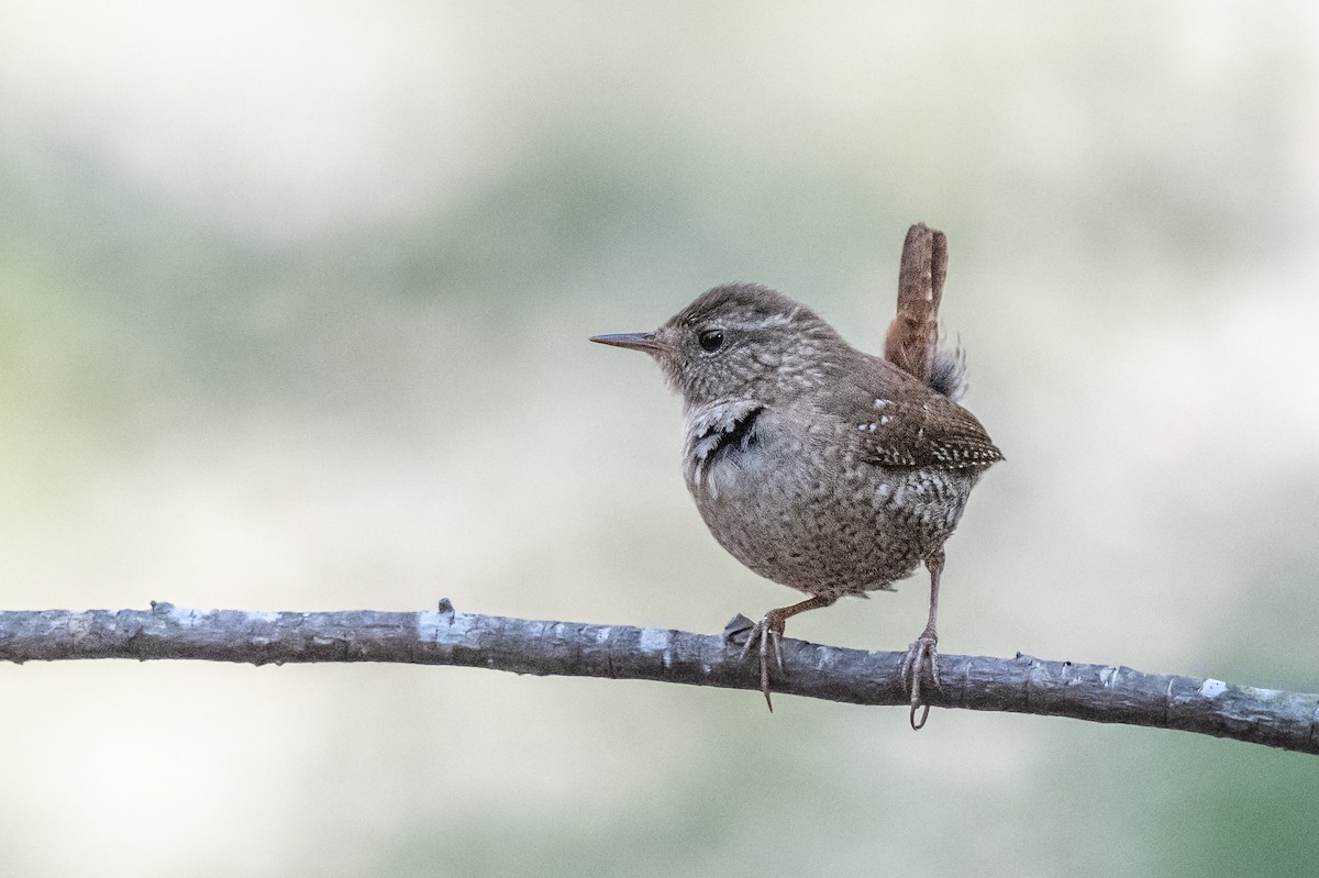 Winter Wren - ML332942331