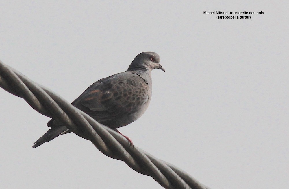 European Turtle-Dove - ML332943491