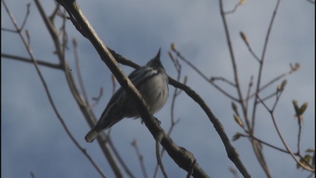 Black-and-white Warbler - ML332943511