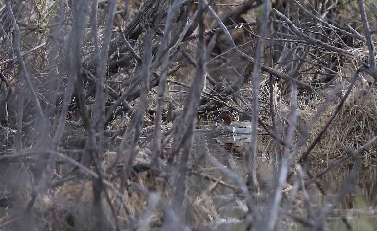 Green-winged Teal - ML332943821