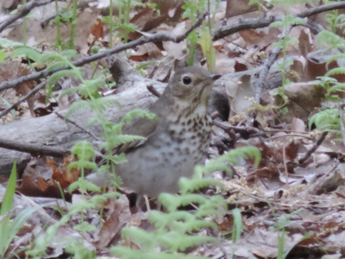 Swainson's Thrush - Rich Brown