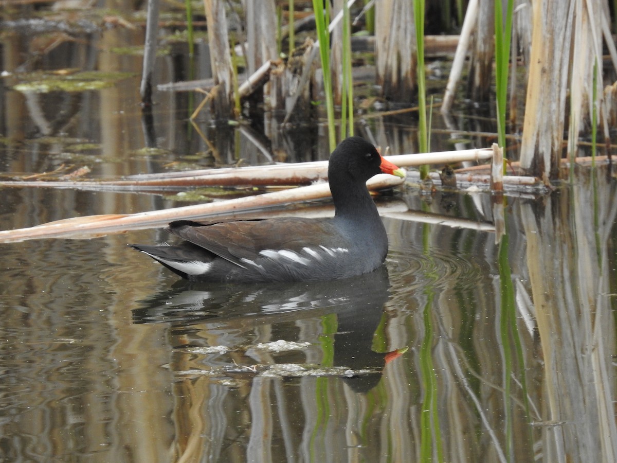 Gallinule d'Amérique - ML332946621