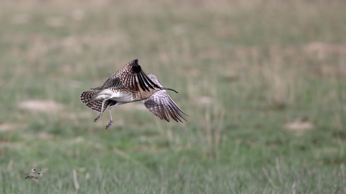 Eurasian Whimbrel/Eurasian Curlew - ML332949311