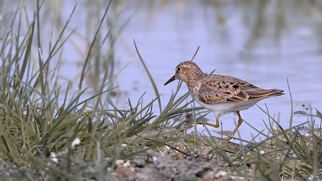 Temminck's Stint - ML332949521