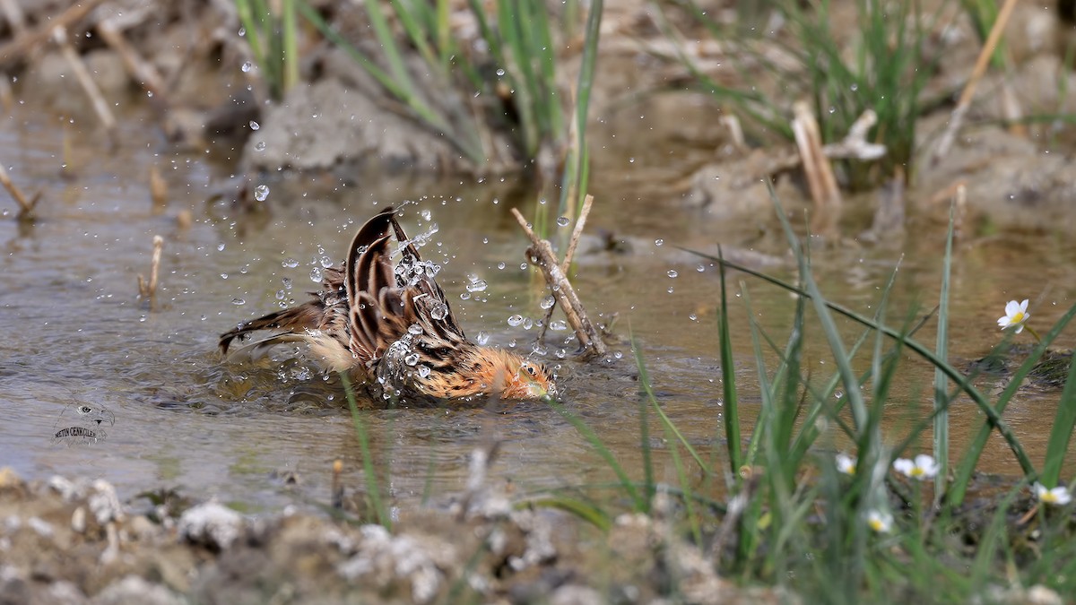 Red-throated Pipit - ML332949791