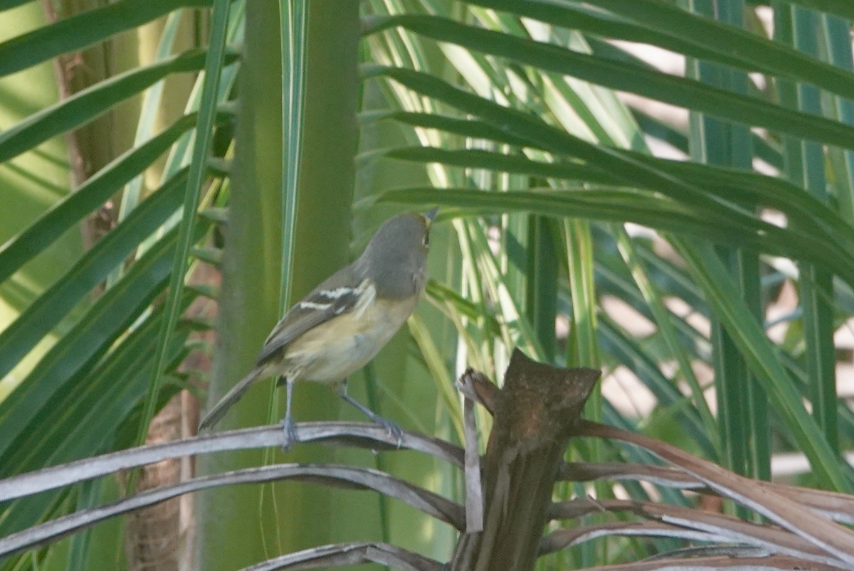 Thick-billed Vireo - ML332949851