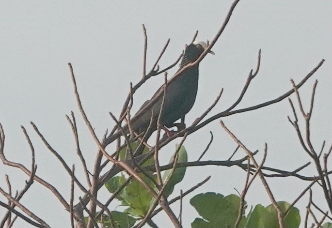 White-crowned Pigeon - ML332950291