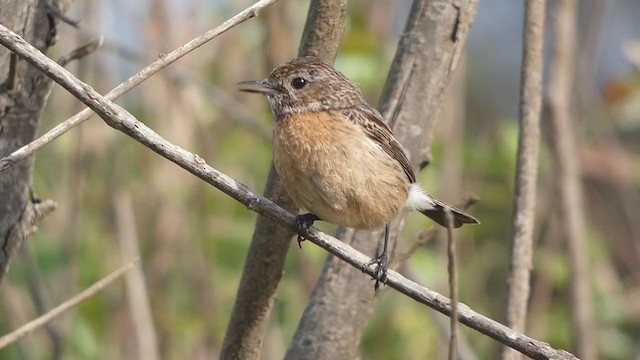 Schwarzkehlchen - ML332950471