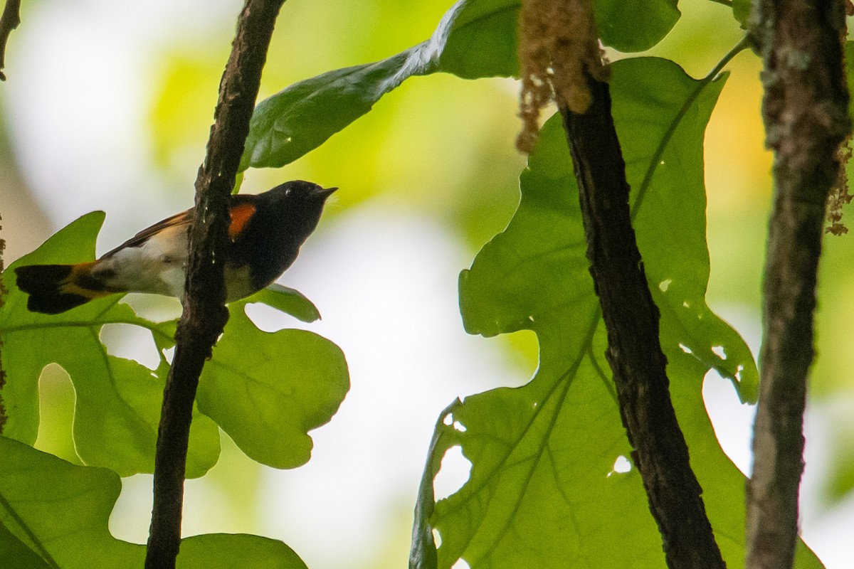 American Redstart - ML332952371