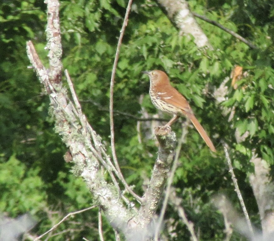 Brown Thrasher - ML332956131