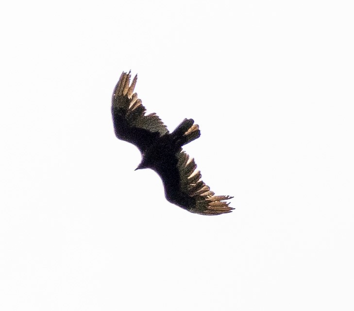 Turkey Vulture - ML332959001