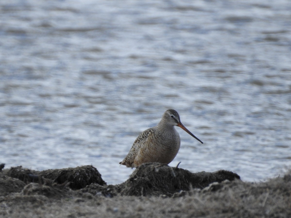 Marbled Godwit - ML332959411