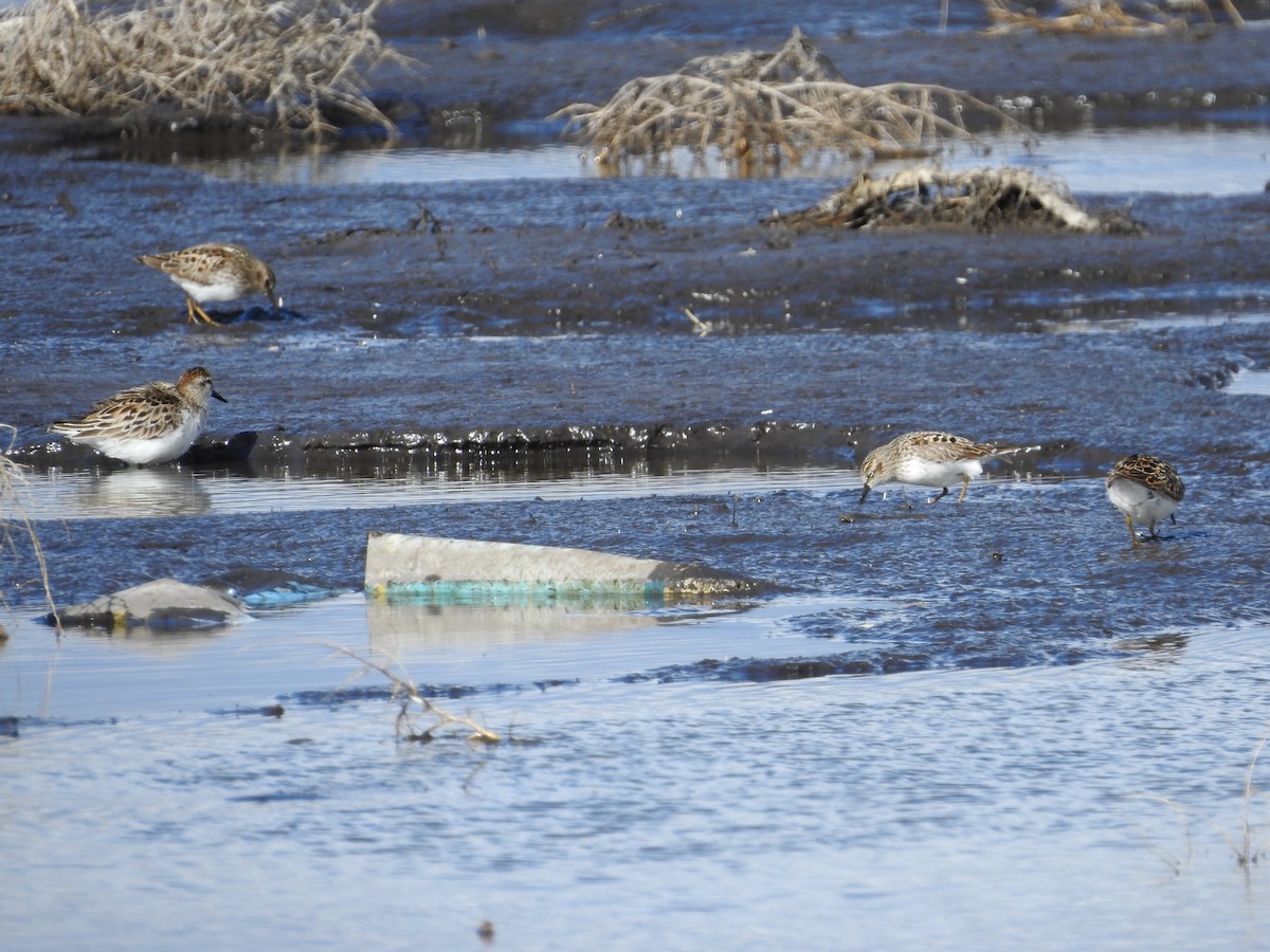 Least Sandpiper - ML332959751