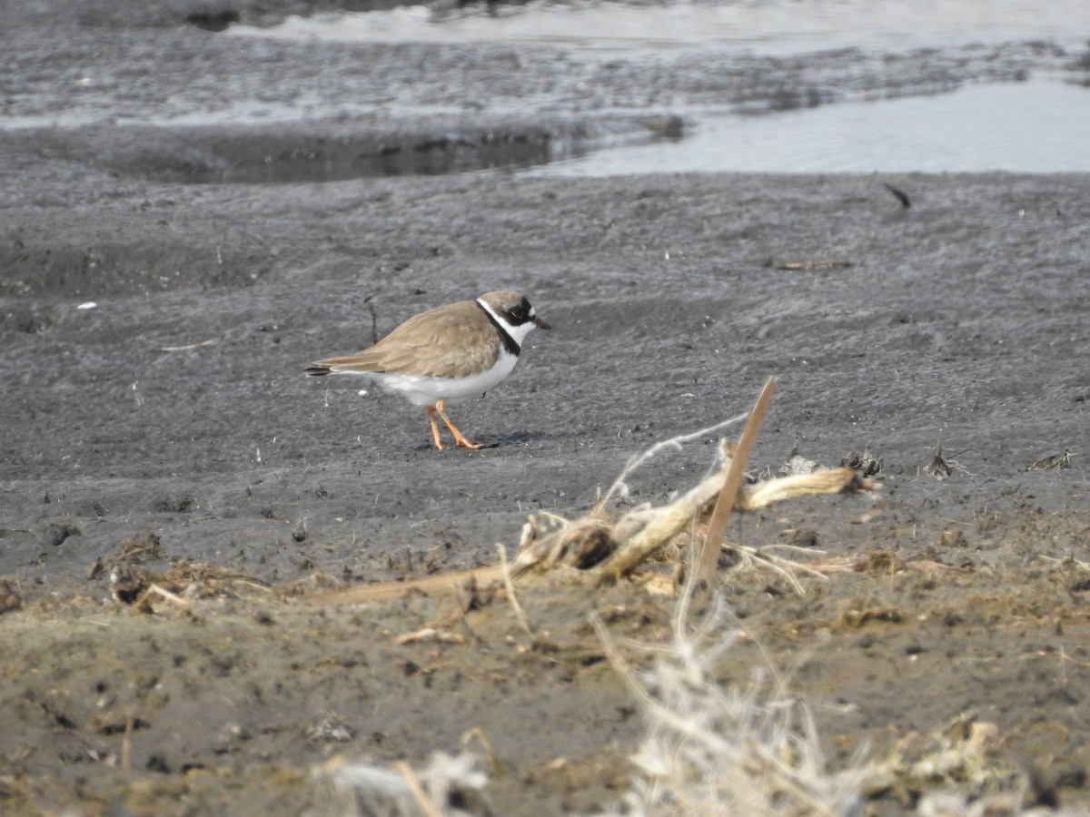 Semipalmated Plover - ML332961521
