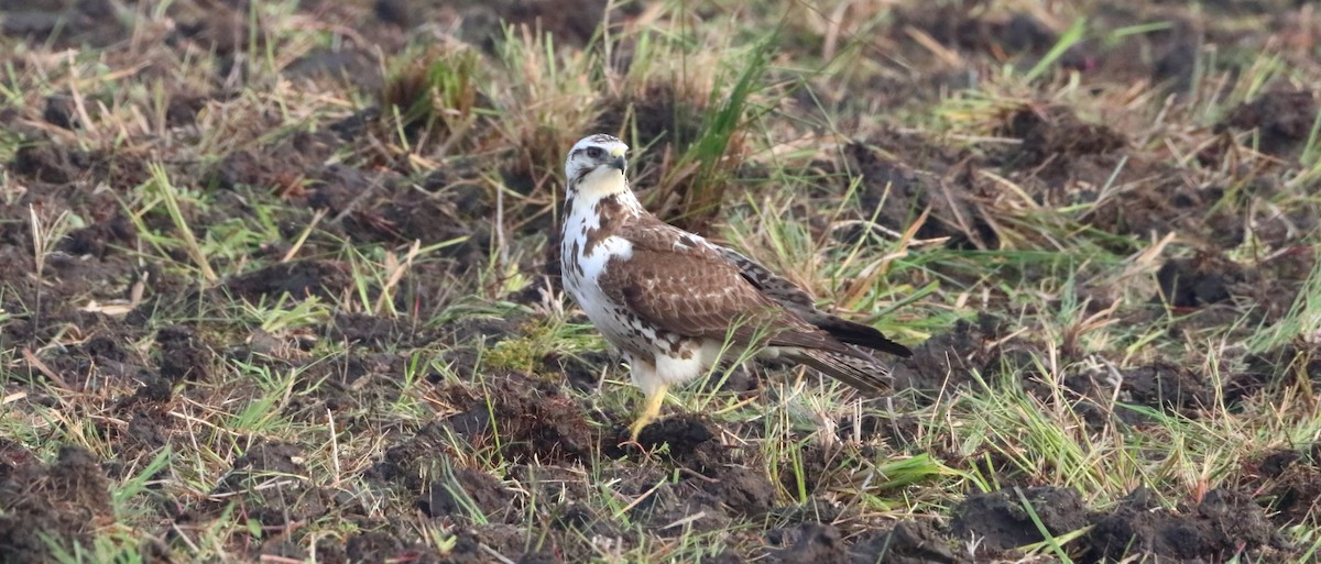 Swainson's Hawk - ML332961531