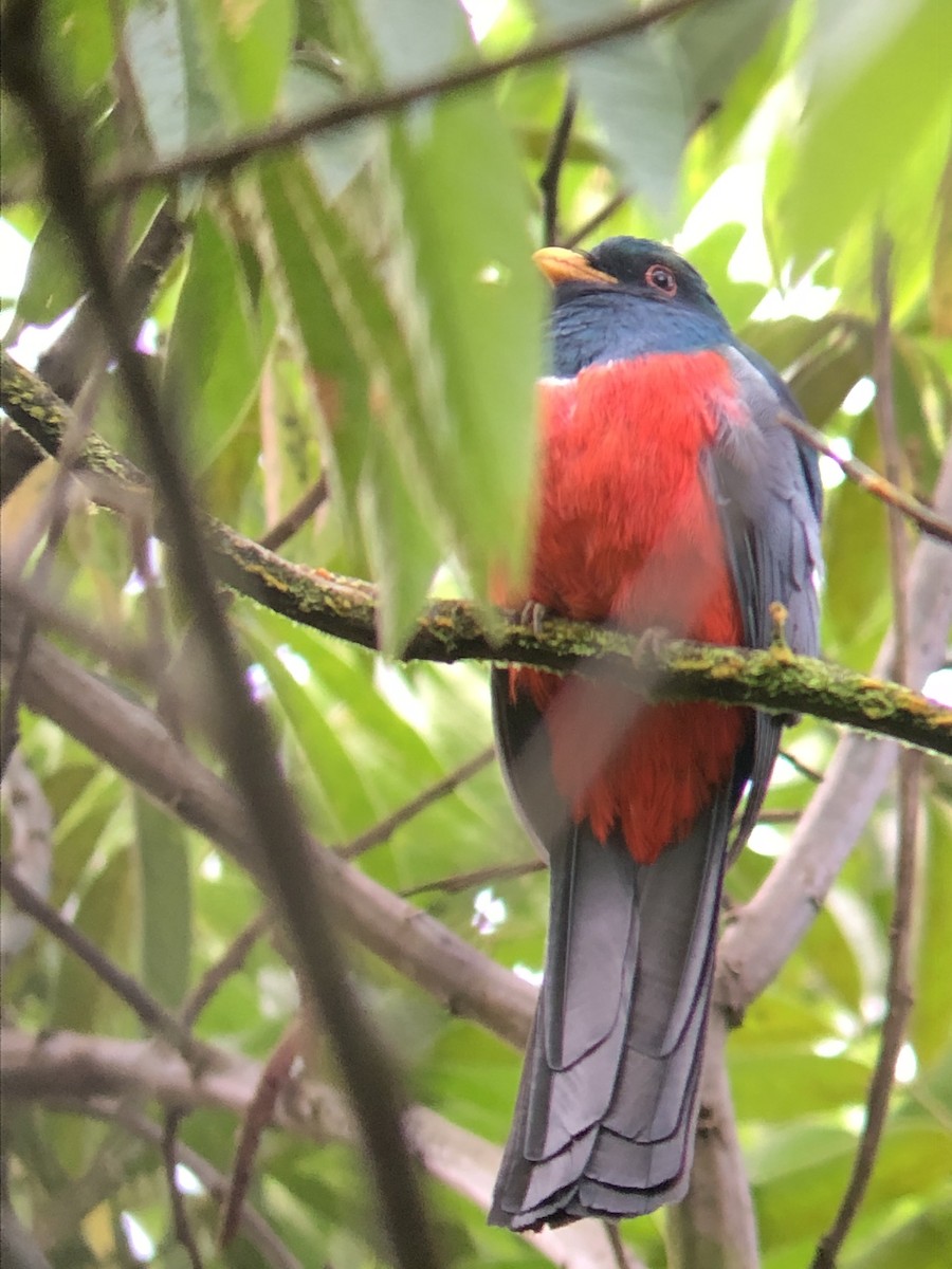 Black-tailed Trogon - ML332963061