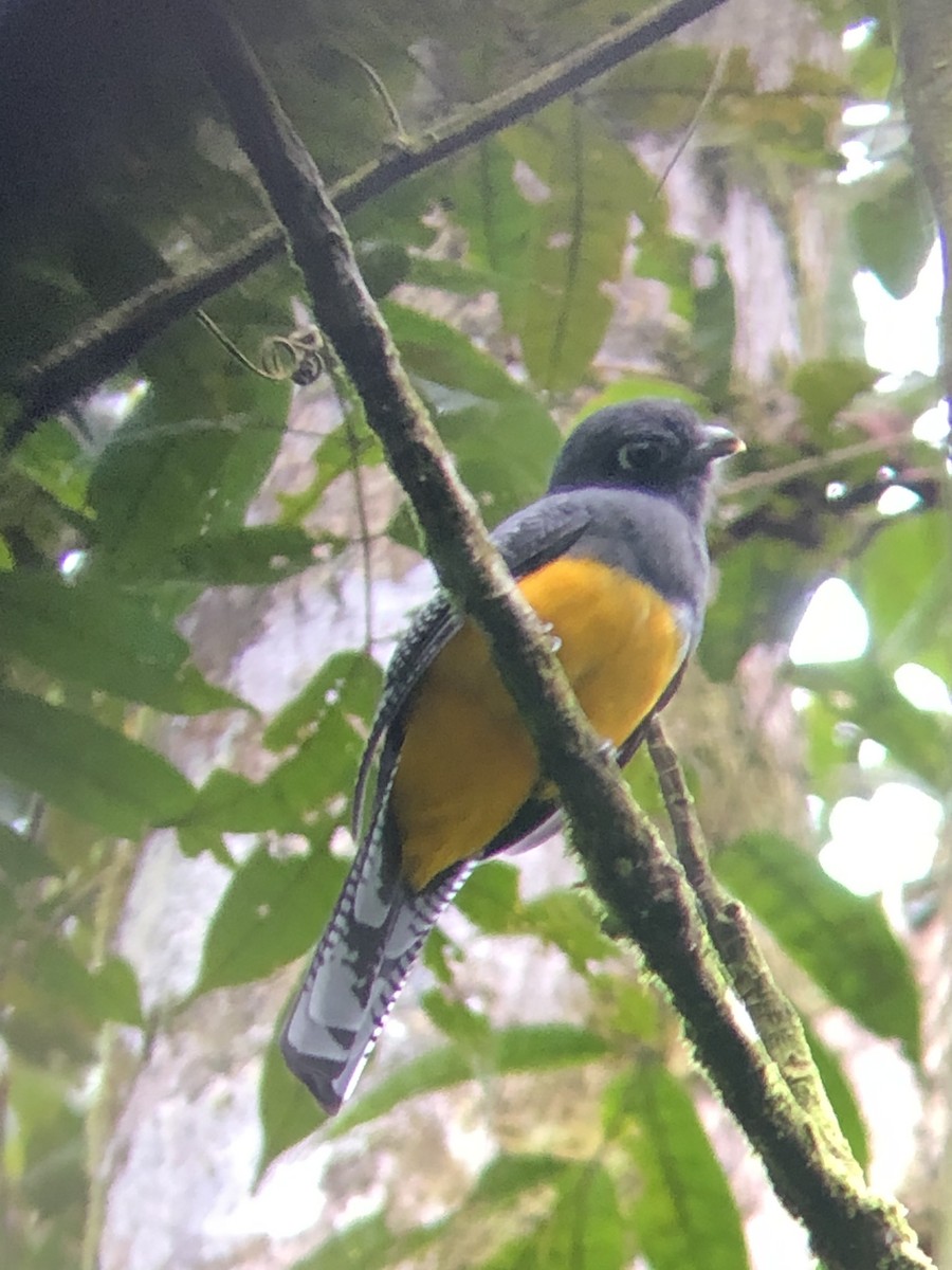 Amazonian Trogon - ML332963201