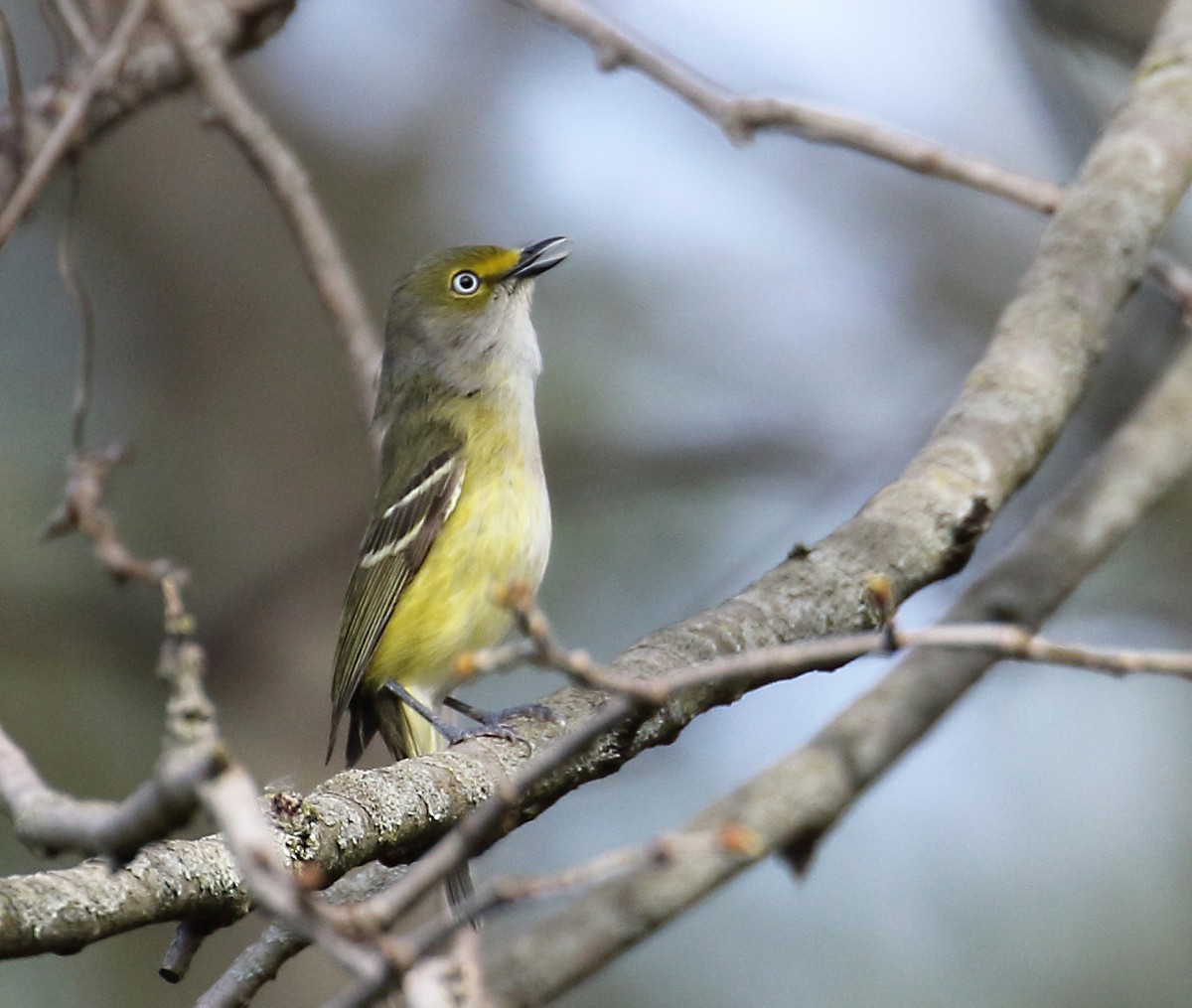ויראו לבן-עין - ML332964141