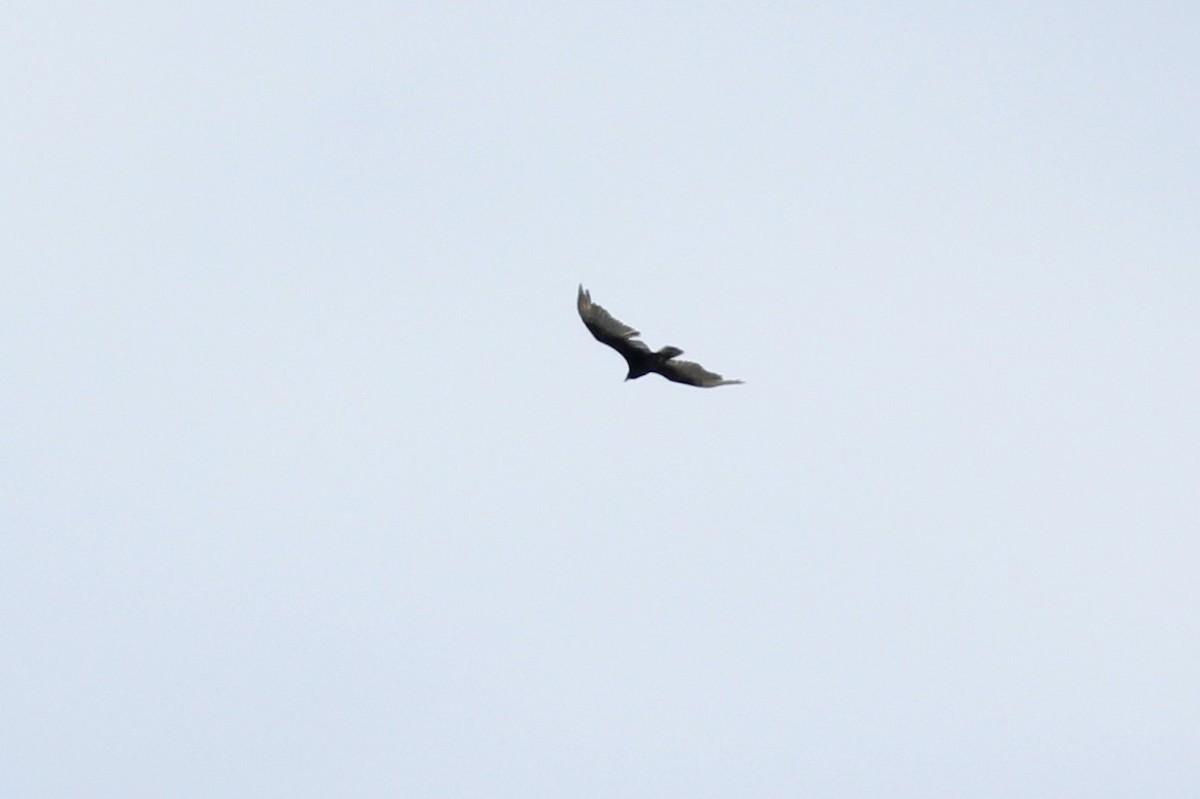 Turkey Vulture - ML332965201