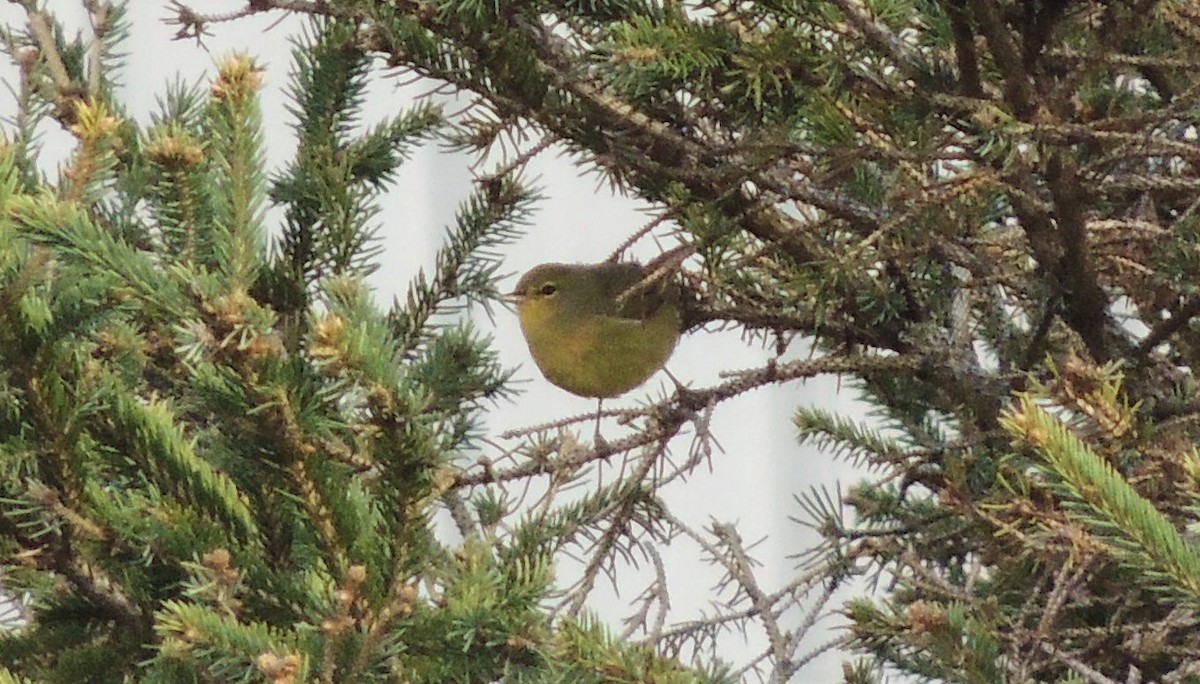 Orange-crowned Warbler - ML332966071
