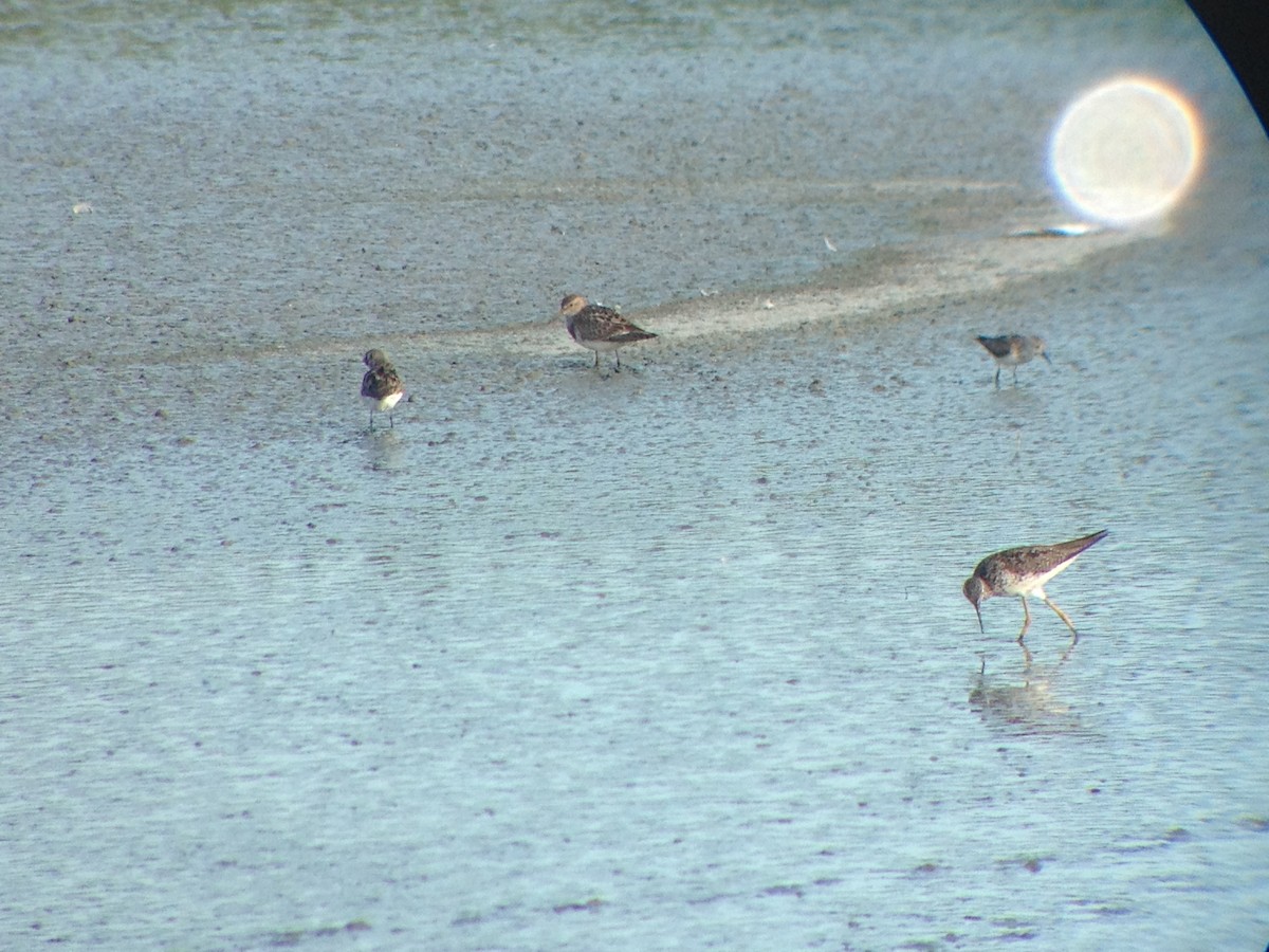 Pectoral Sandpiper - ML33296791