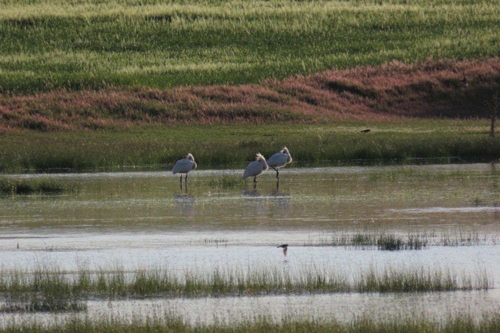 Eurasian Spoonbill - ML332969211