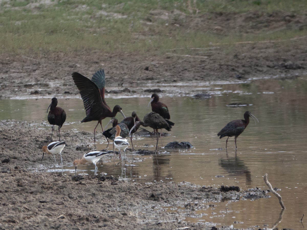 White-faced Ibis - ML332969771