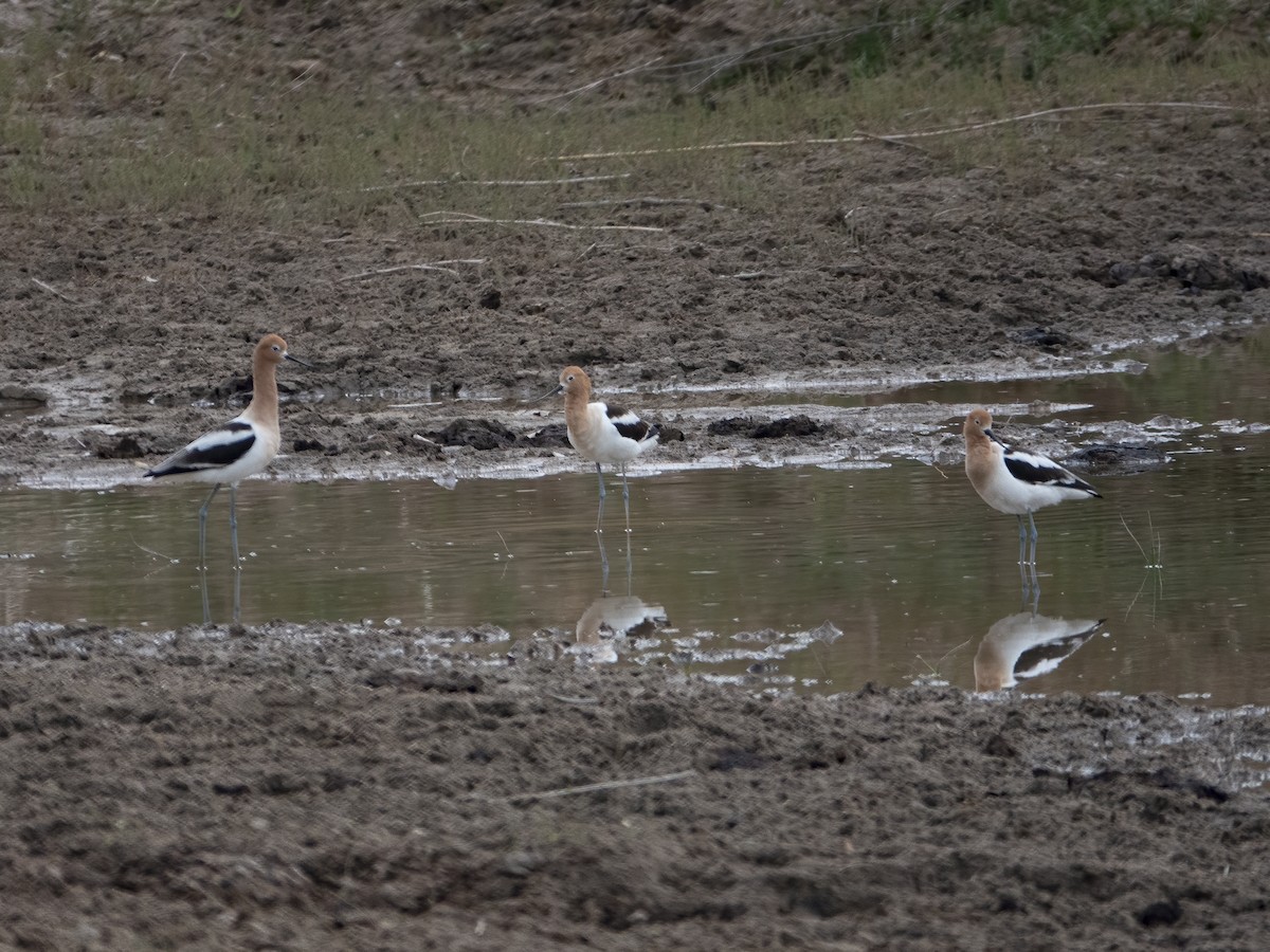 American Avocet - ML332969911