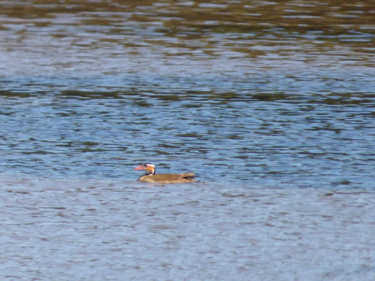 Sungrebe - ML33297091