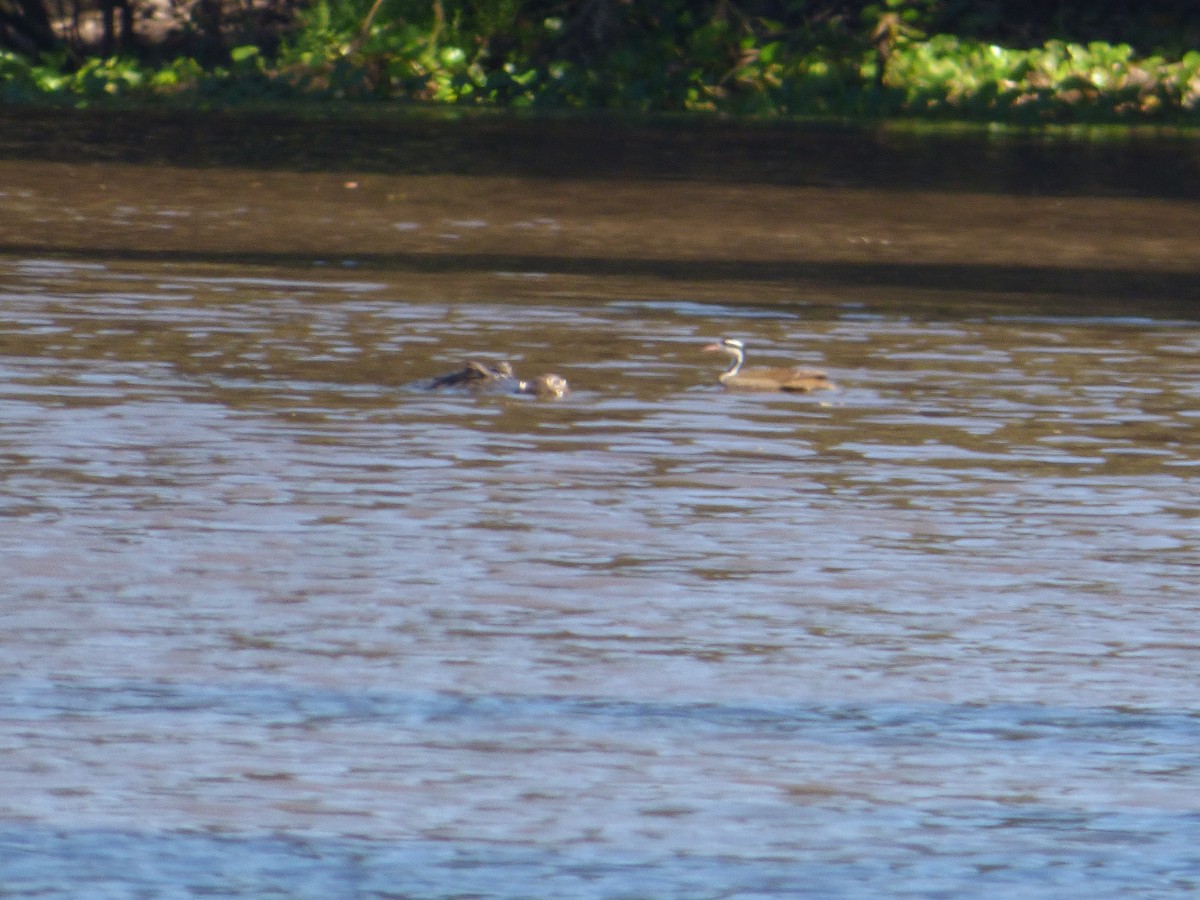 Sungrebe - ML33297101