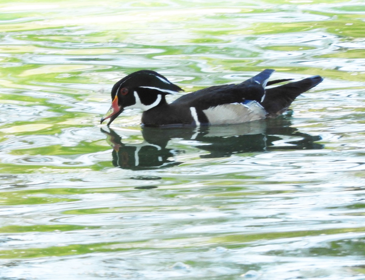 Wood Duck - ML332972971