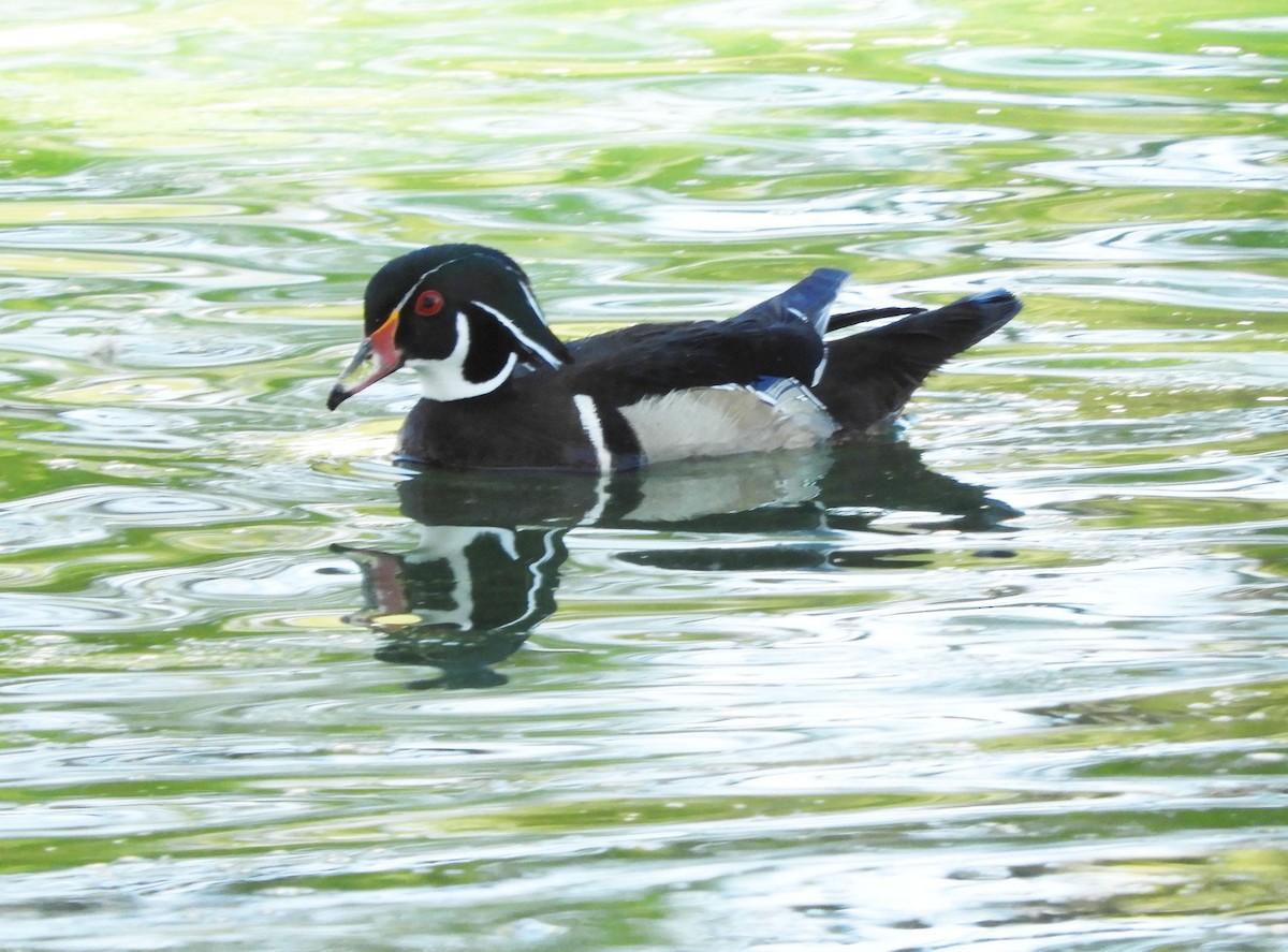 Wood Duck - ML332973091