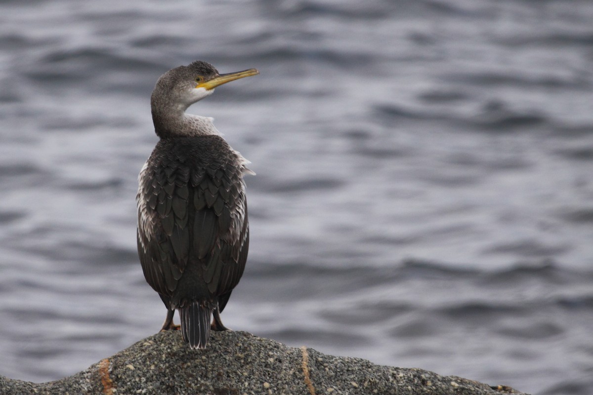 Cormoran huppé (desmarestii) - ML332974481