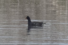 Common Gallinule - ML332974821