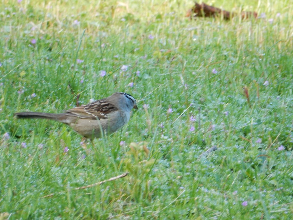 White-crowned Sparrow - ML332975551
