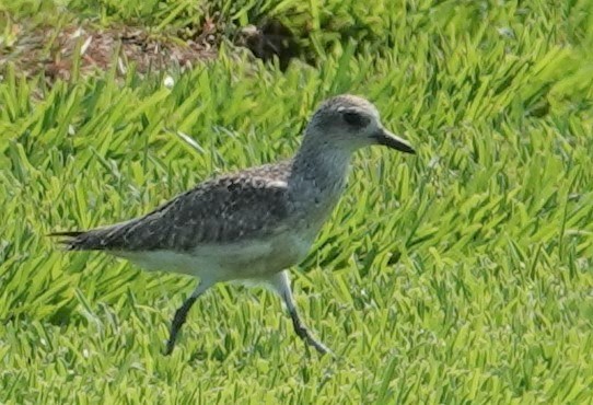 Black-bellied Plover - ML332975591