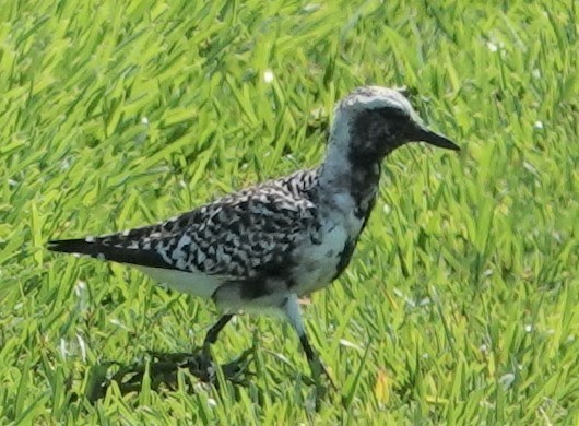 Black-bellied Plover - ML332975601