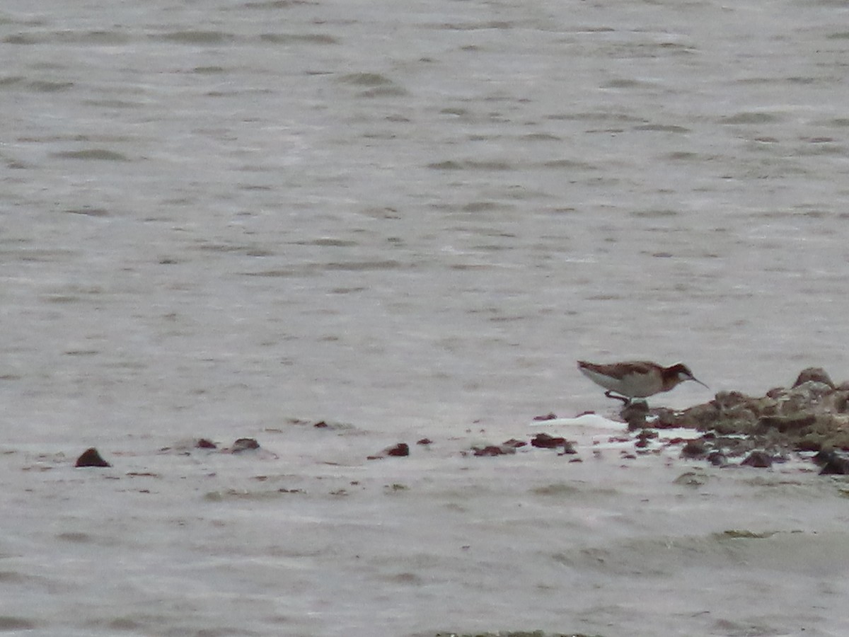 Wilson's Phalarope - ML332976781