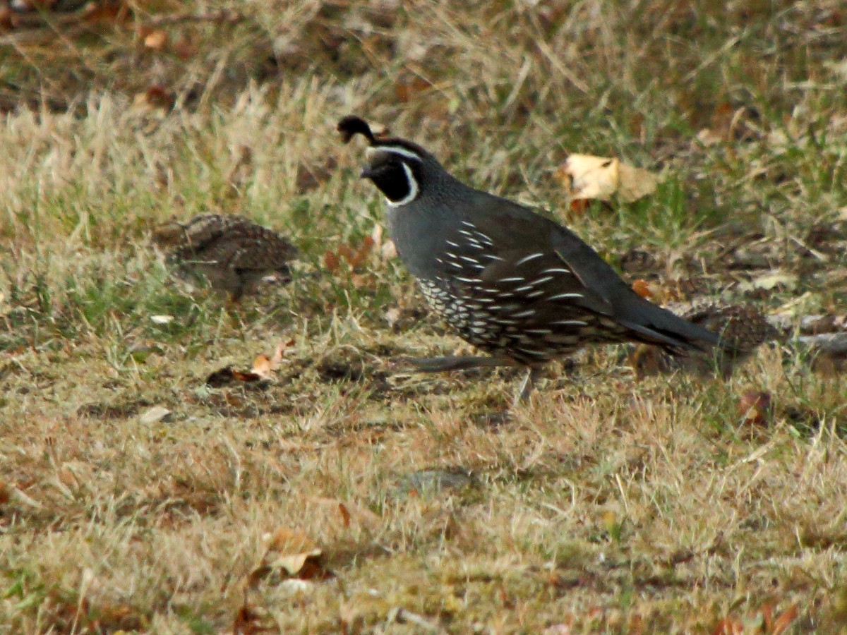 California Quail - ML33297741