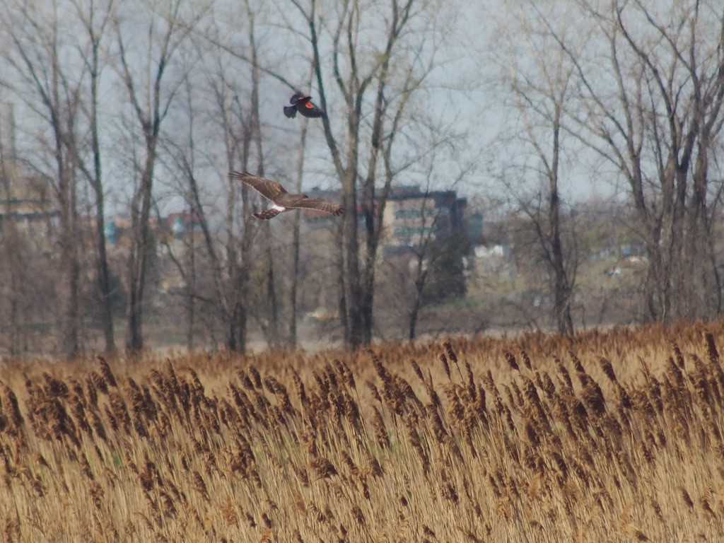 Northern Harrier - ML332977741