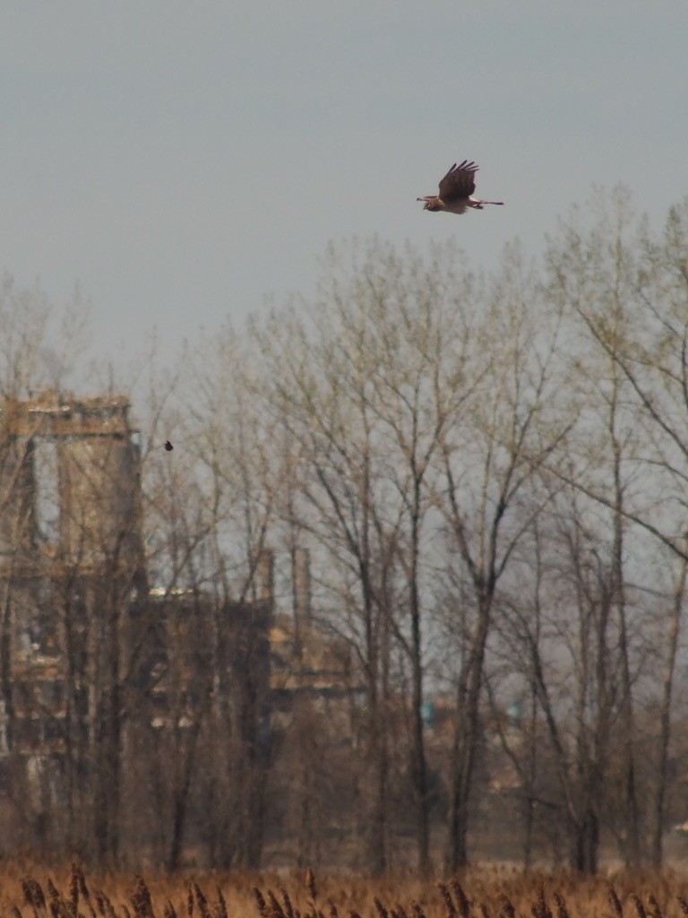 Northern Harrier - Margo Button