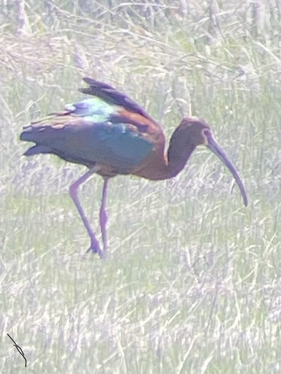 White-faced Ibis - ML332979911