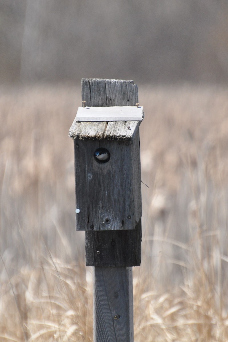 Tree Swallow - Rebecca Rogge