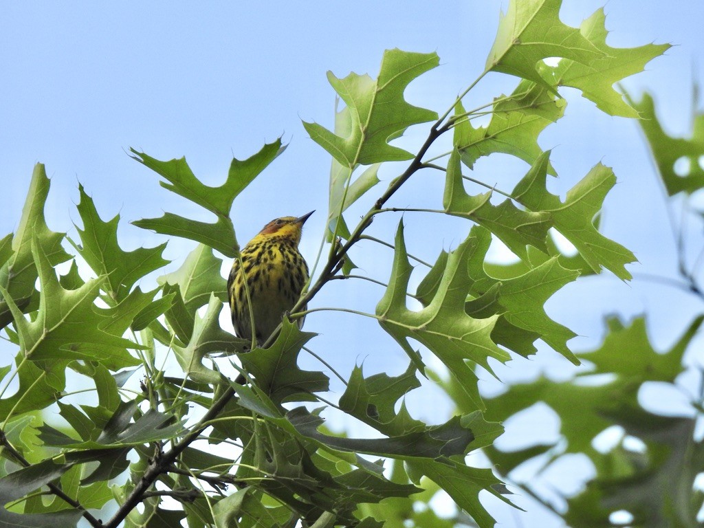 Cape May Warbler - ML332981191