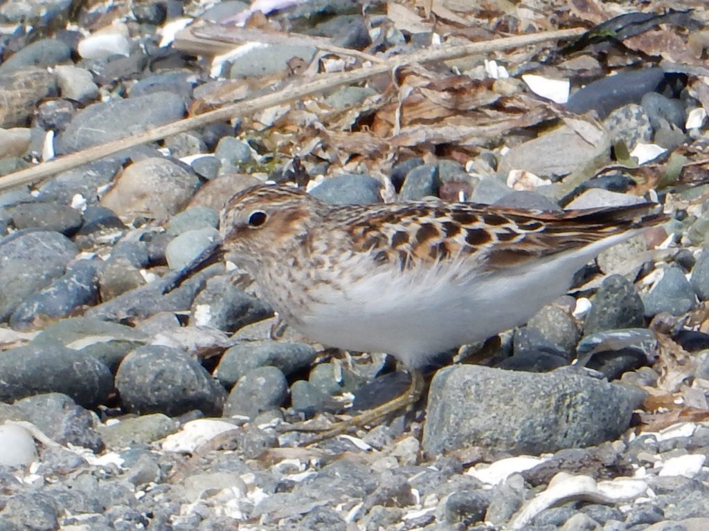 Least Sandpiper - ML332983431