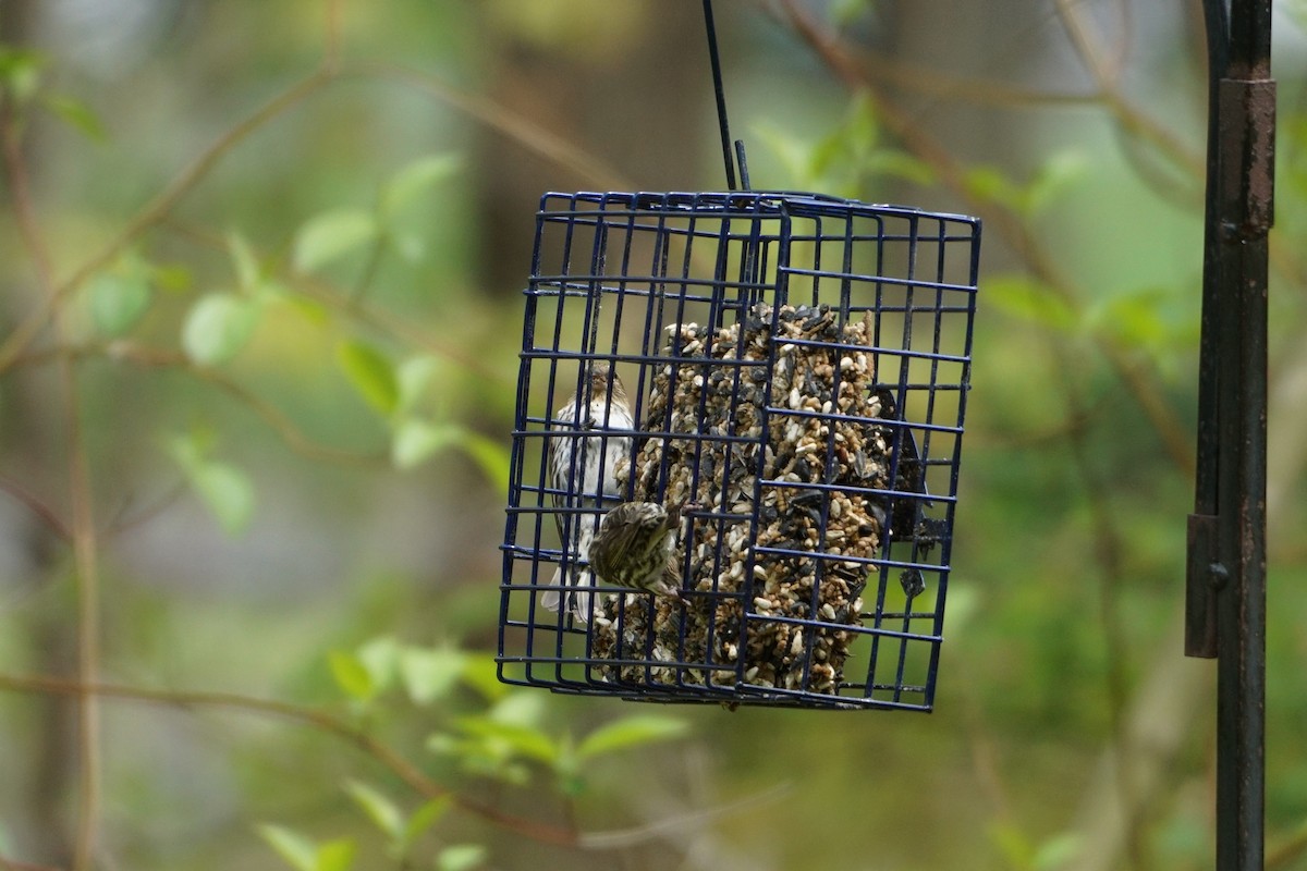 Pine Siskin - ML332983941