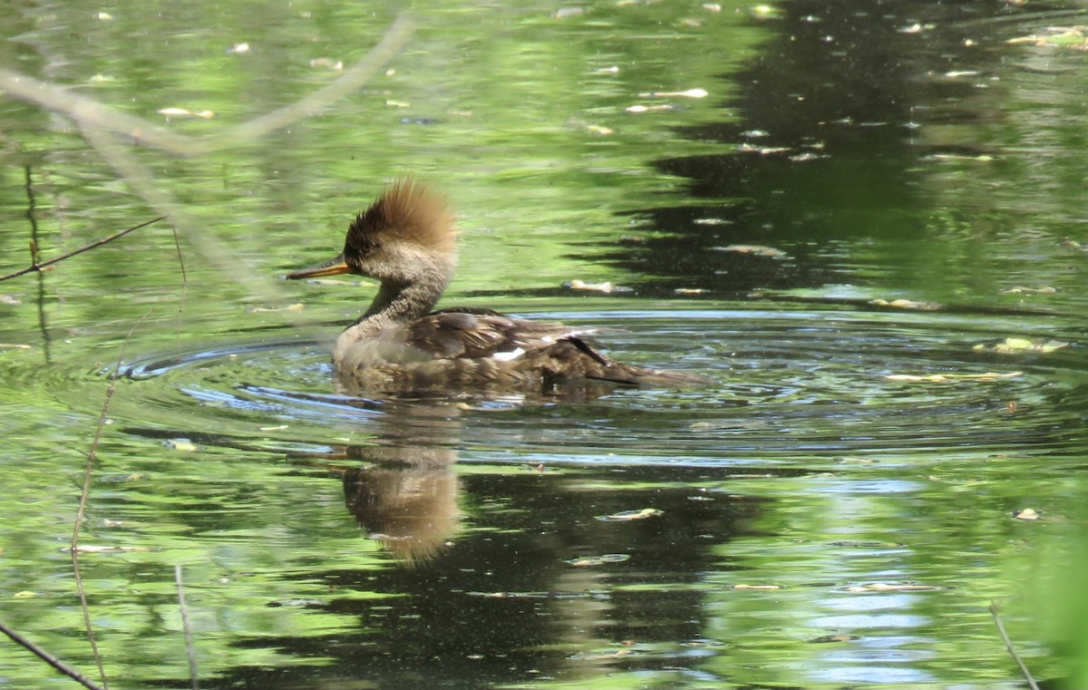 Hooded Merganser - ML332988671