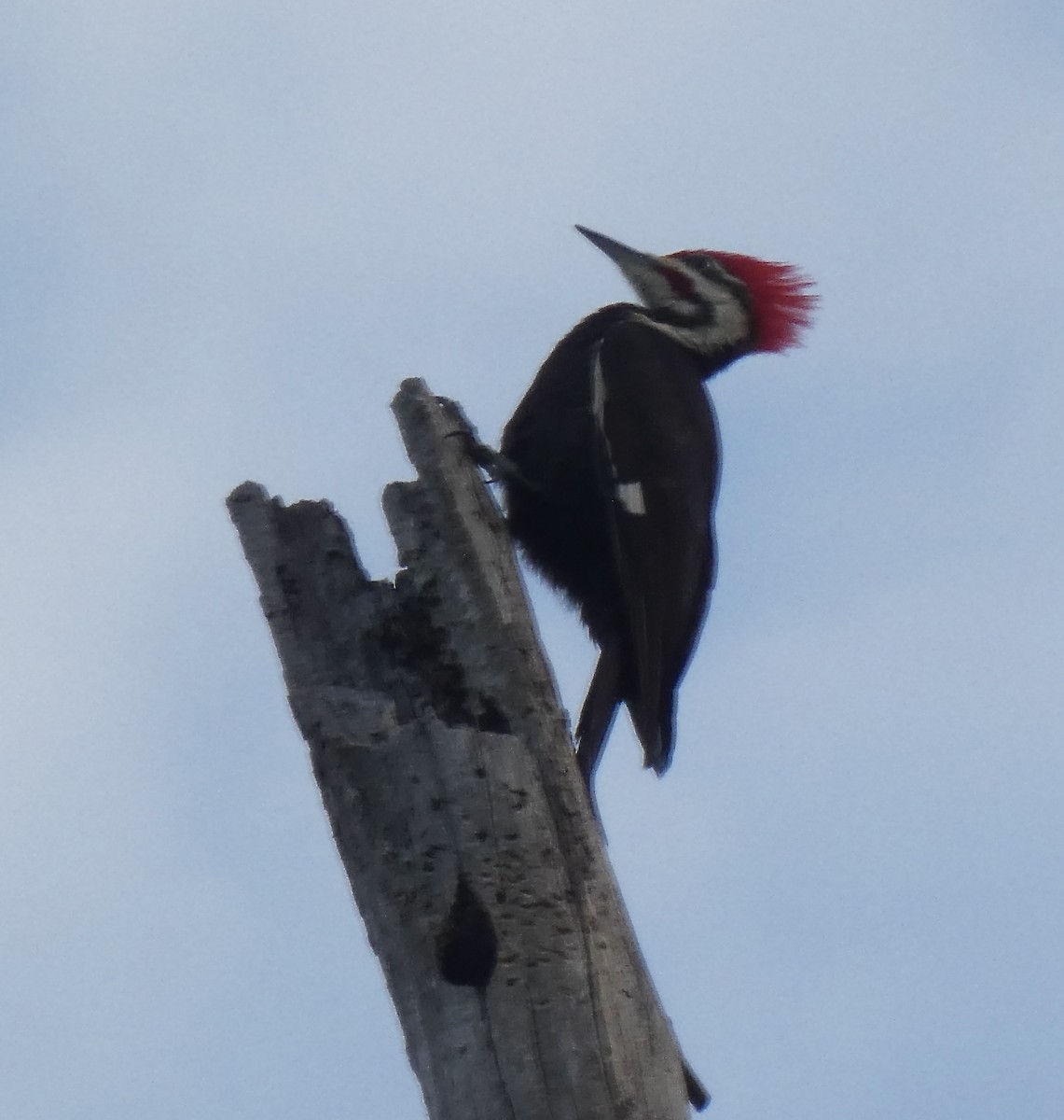Pileated Woodpecker - ML332989511